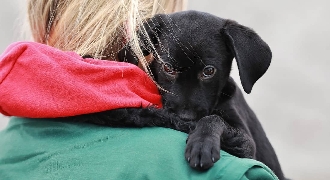 Bild eines schwarzen Hundewelpens auf der Schulter einer blonden jungen Frau